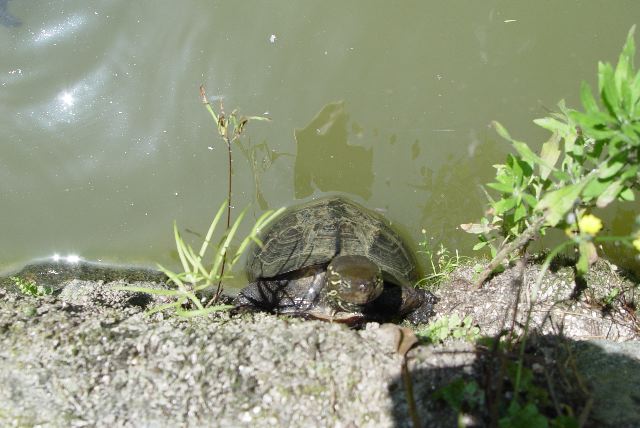 Turtle at Dazaifu lake