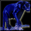Midnight Panther