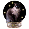 Meow It's Me Jesse