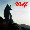 Wolf in the Window