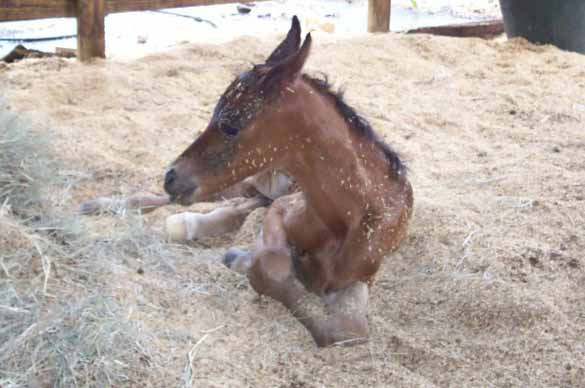 New foal born at Willow Breeze Arabians!