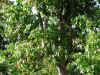 Apple Pear Tree.jpg (146132 bytes)