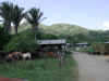 Cattle on Hacienda.jpg (133301 bytes)