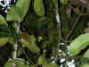 Mangosteno.jpg (131052 bytes)