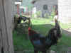 Roosters.jpg (138576 bytes)