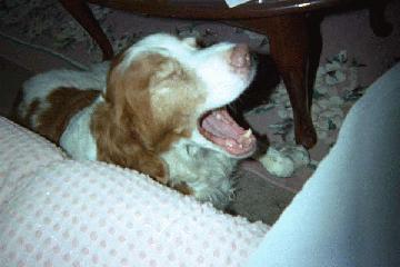 Bored Dog