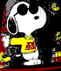  Joe Cool