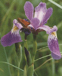 Iris, Original Photography by Steve Gardner, all rights reserved.