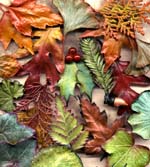Nature's Creations