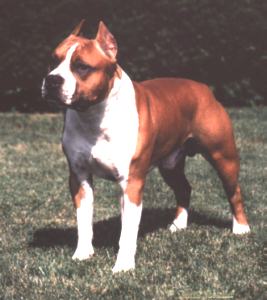 Savoy is a terrific dog in temperament, conformation and as a producer. 