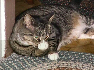 sayin hi to garfield