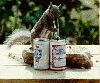 rednecked&nbsp; squirrel