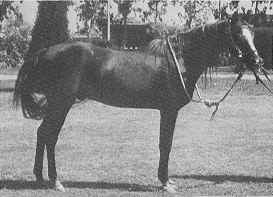 Alaa_el_Din1.jpg (8731 bytes)