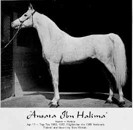 Ansata_Ibn_Halima8.jpg (8676 bytes)