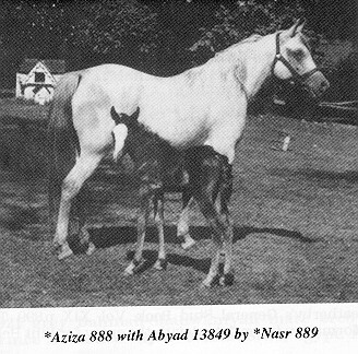 Aziza3.jpg (50484 bytes)