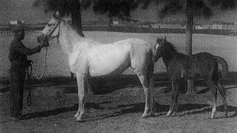 Kateefa.jpg (30338 bytes)