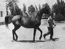 Mabrouka1.jpg (11202 bytes)