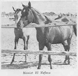 Moniet_el_Nefous2.jpg (15198 bytes)