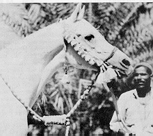 Nazeer6.jpg (31828 bytes)
