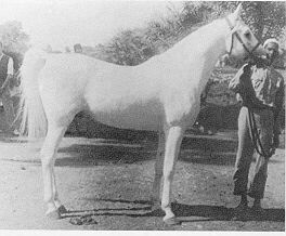 Nazeer7.jpg (35637 bytes)