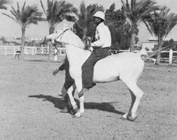 Nazeer8.jpg (33168 bytes)