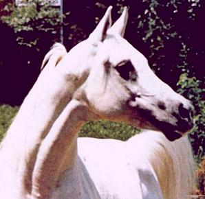 Ramses Fayek3.JPG (17556 bytes)