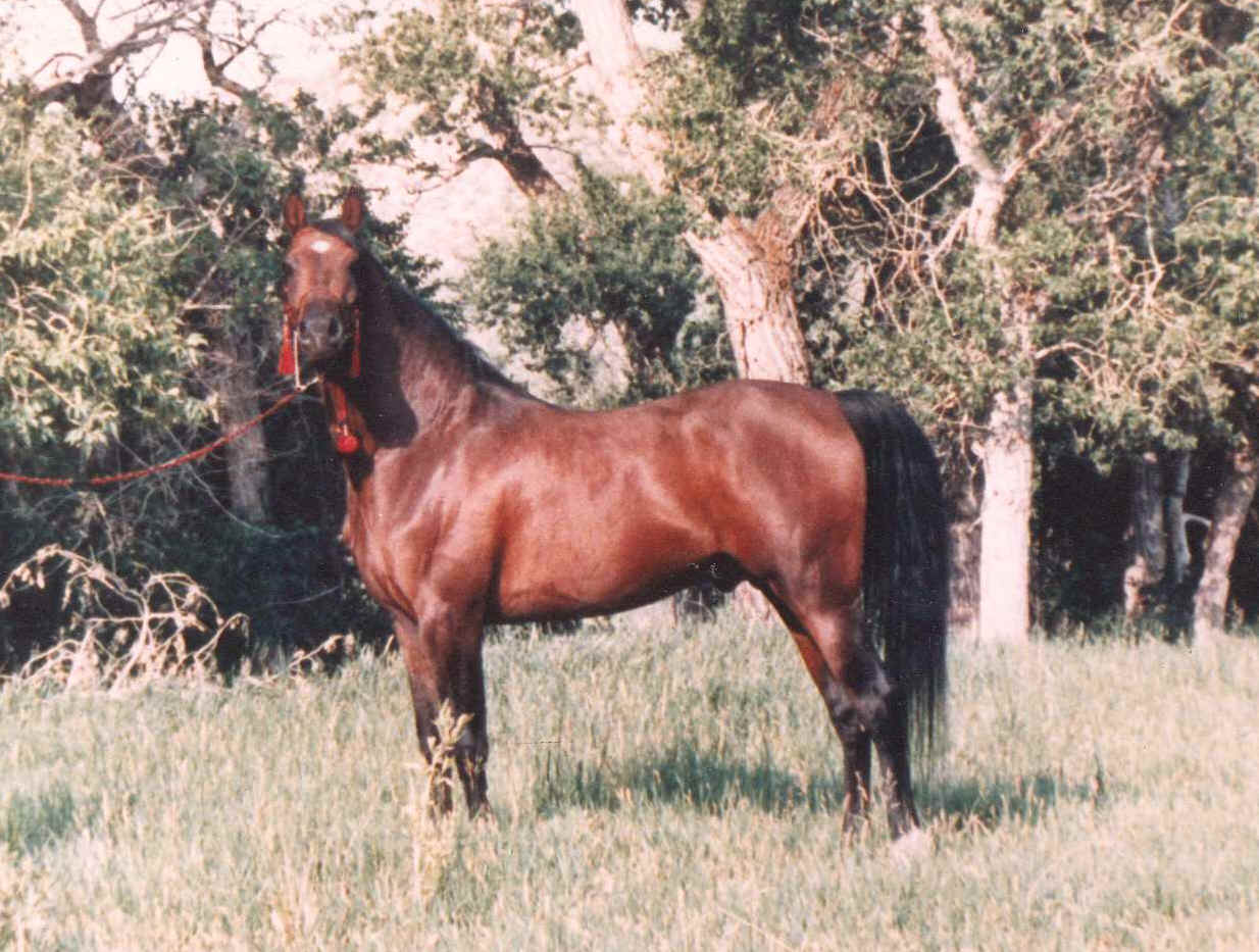 waheeb1.jpg (209813 bytes)