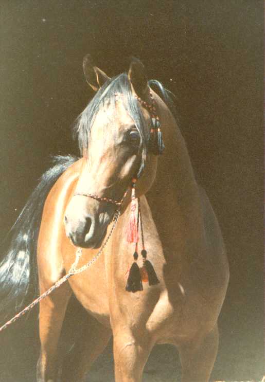 waheeb21.jpg (29334 bytes)