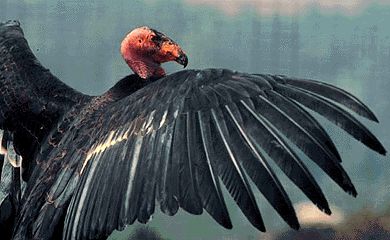 Condor