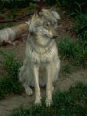 Lobo ib�rico