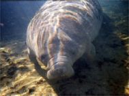 Manati