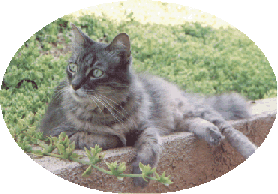 Chessie - 1983-1999