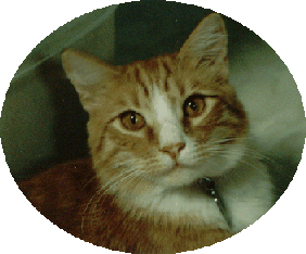 Diego - 1993-1998