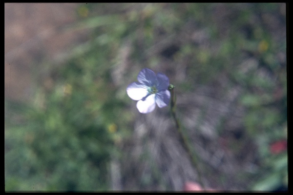 Linum bienne