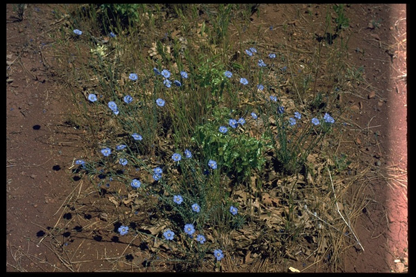 Linum lewisii