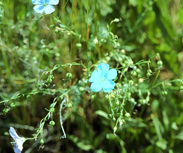 Linum perenne