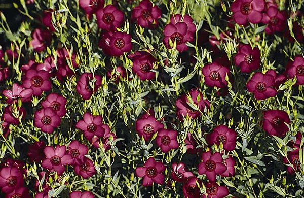 Linum rubrum