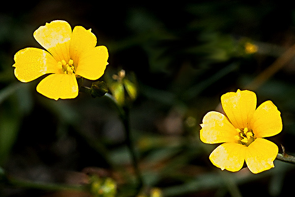 Linum trigynum
