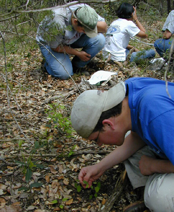 tree count
