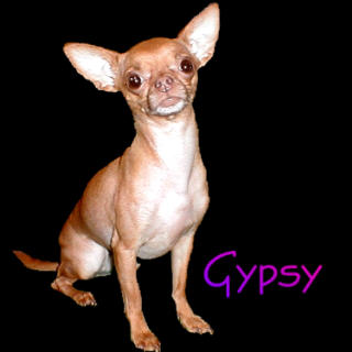 meetgypsy.com