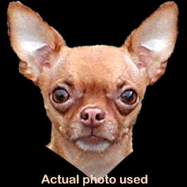Actual photo used