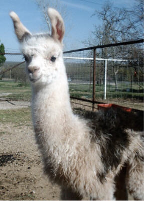 Grunter, shown just a few hours old.