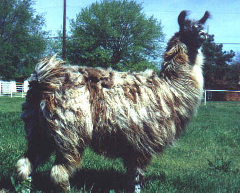 Cloudy before shearing.