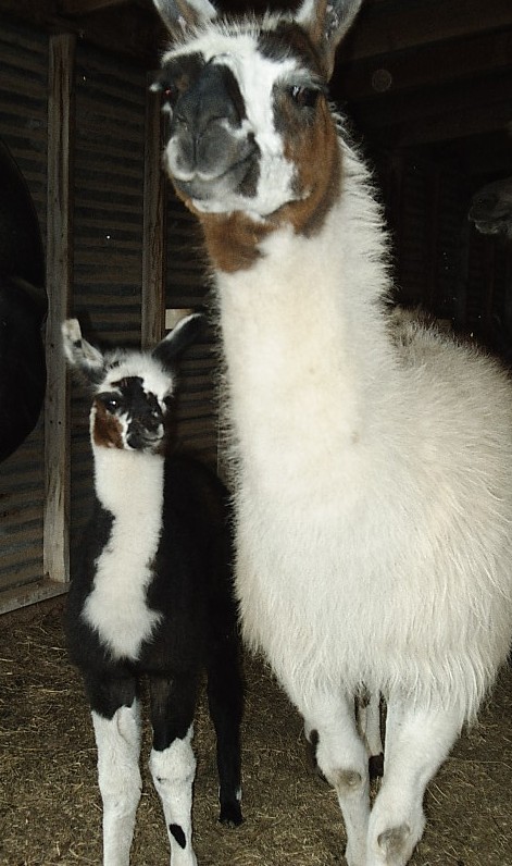Sassy and Lil' Darlin'