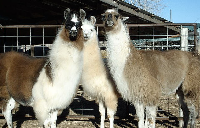 T'Beau, Kenda, and Libbie