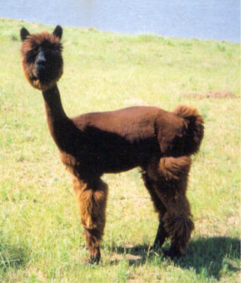 Zydaco Red (Owned by Storm Haven Alpacas)