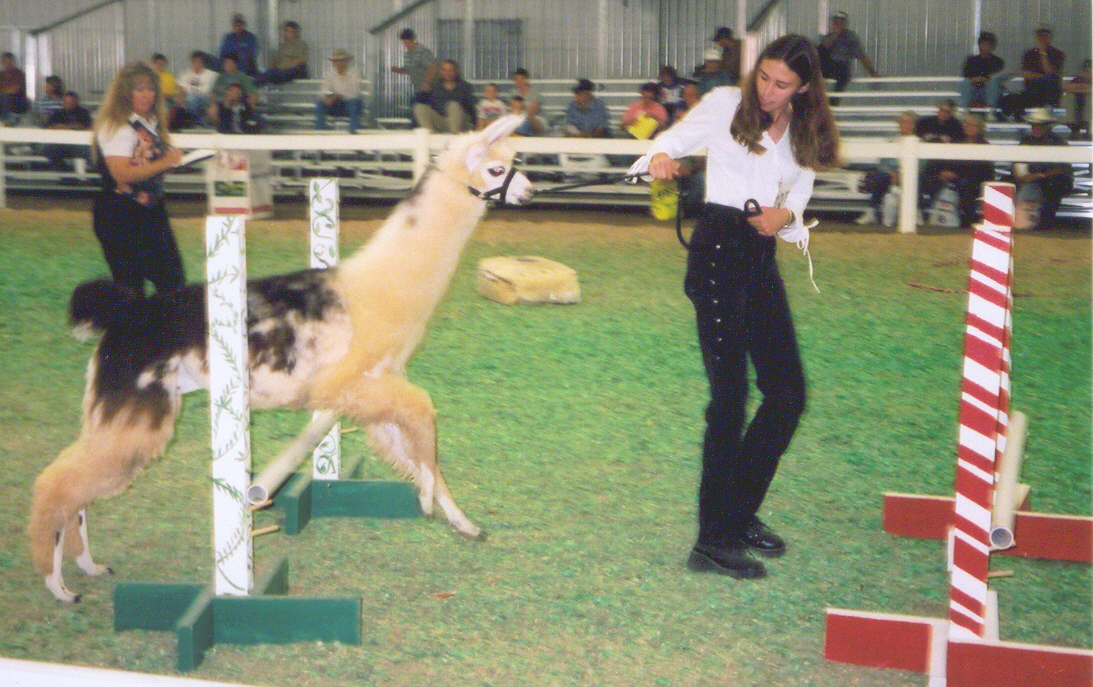 Grunter at his first show, age 5 months.