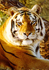 National animal