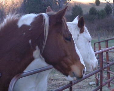 Cherokee and Banjo watching