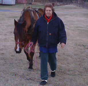 First time with original harness - not a happy horse